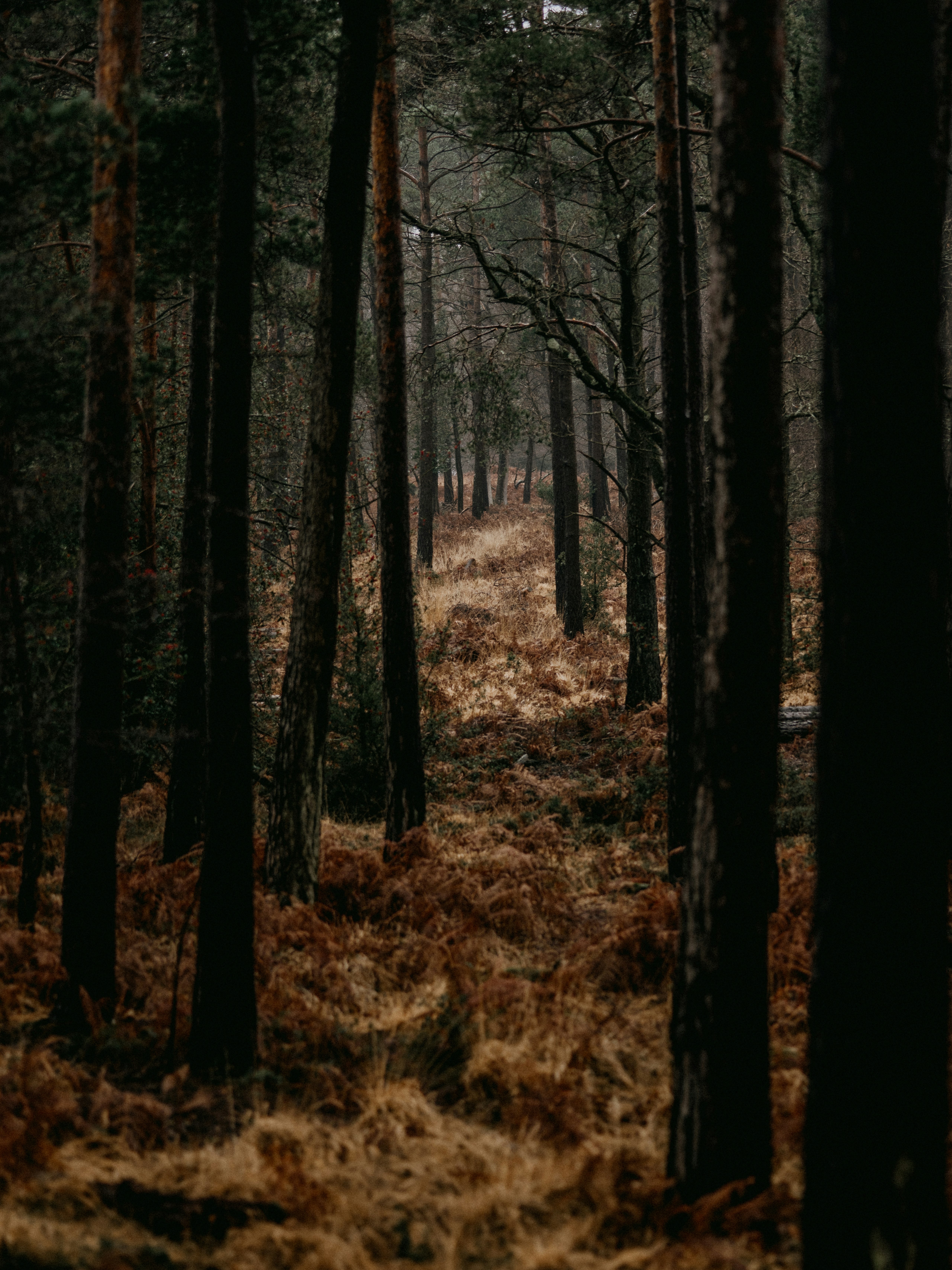 brown trees on brown grass field during daytime